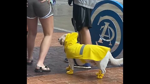 This poor little doggo lost his rain boot today ~ 1viraldog