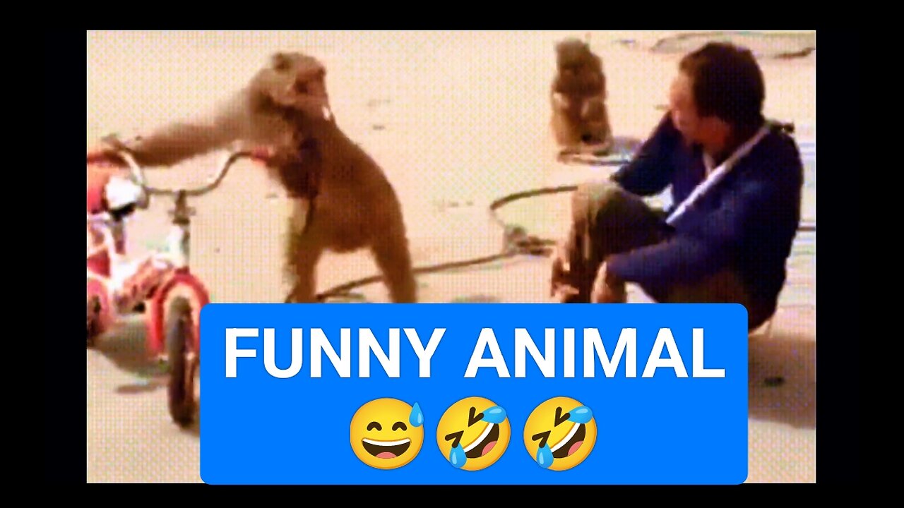 Funniest-Monkey-cute-and-funny-monkey