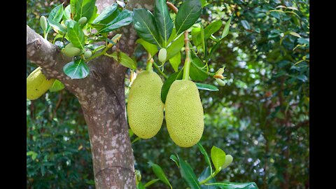 Awesome Cutting Fruit Directly from the Tree || Garden Fresh Amazing Fruits Cutting Skills