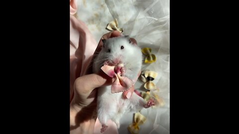 Hamster Eats Macaroni.