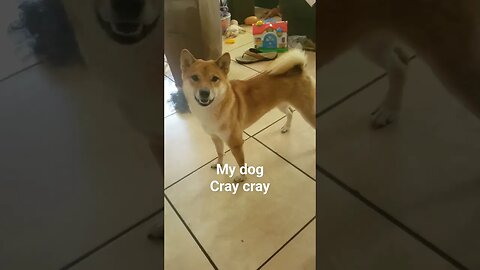 best Shiba Inu 🐕