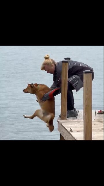 Take the dog for a swim at the lake
