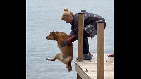 Take the dog for a swim at the lake