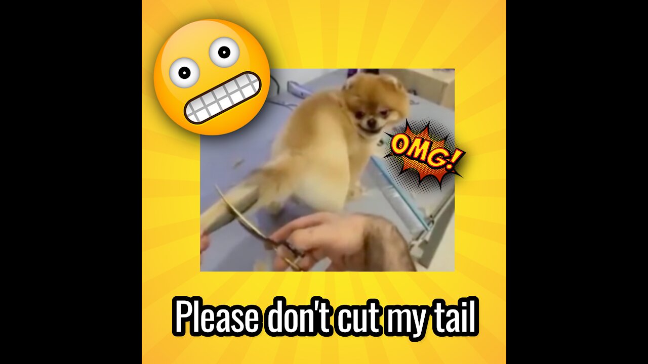 Funny Dog Tail Cutting