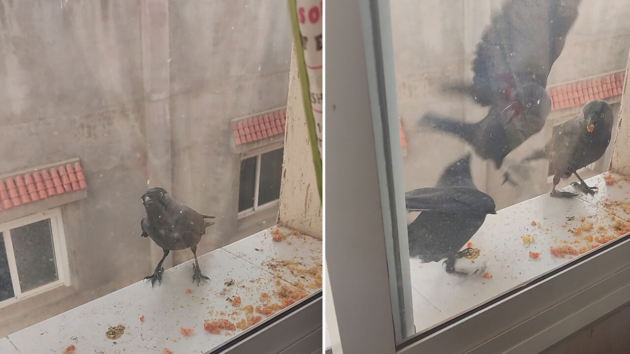 When the wind is scary😮‍💨 | Crow fight for breakfast