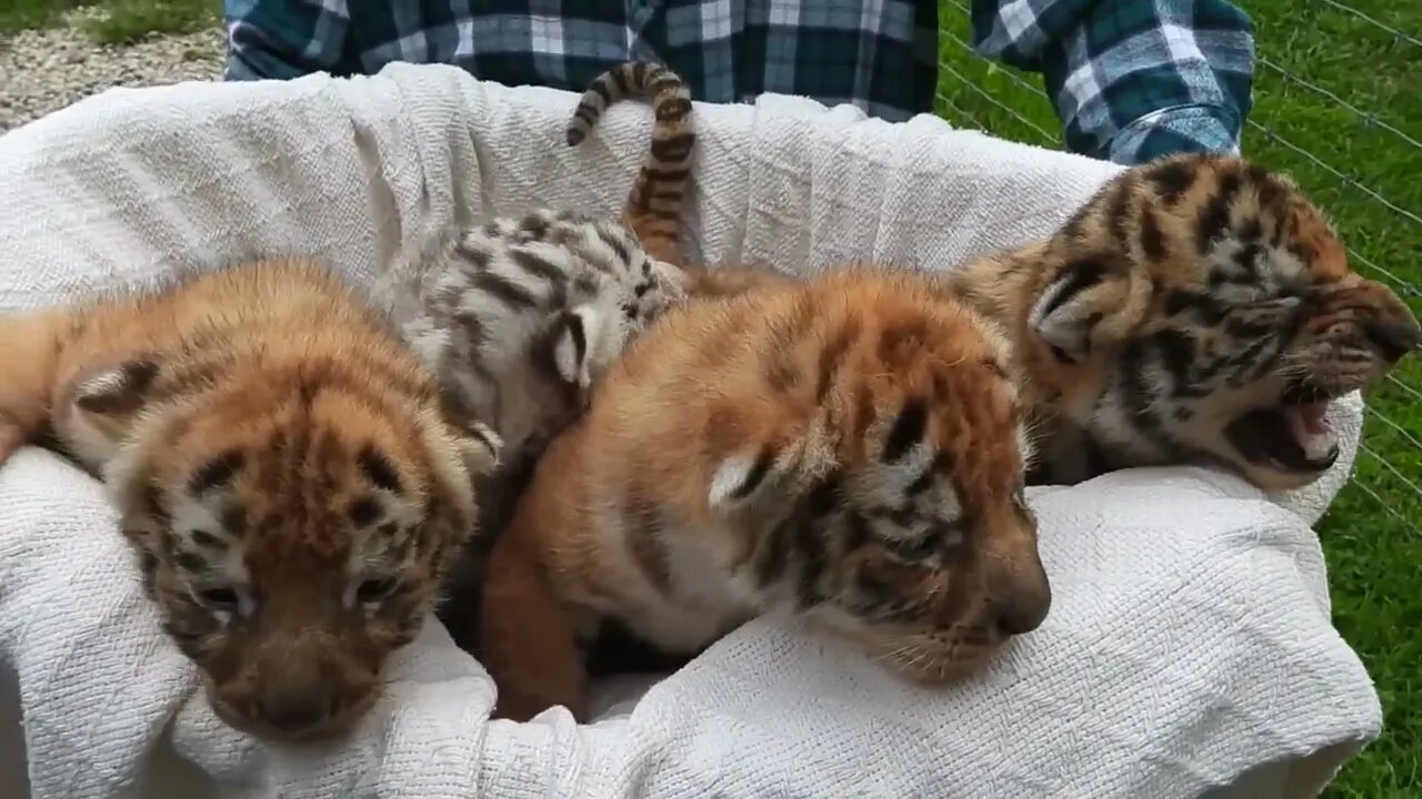 Basketful of tiger cubs