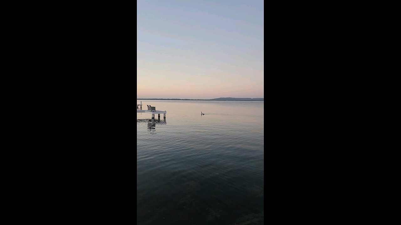 Waving seal