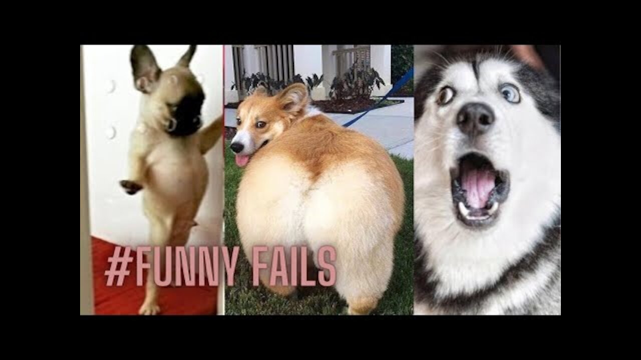 FUNNY ANIMALS || CUTE AND FUNNY ANIMALS COMPILATION || BEST OF Pets World