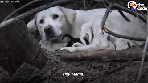 Stray Labrador Won’t Let Rescuers Near Her Puppies | The Dodo