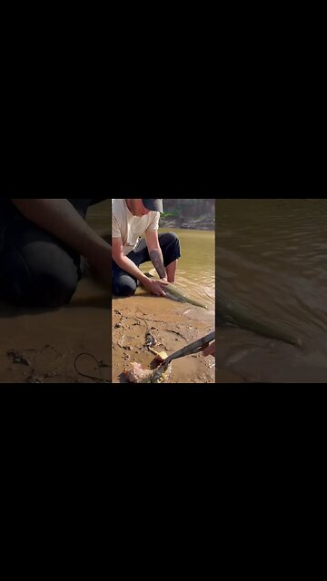 Unhooking Alligator Gar