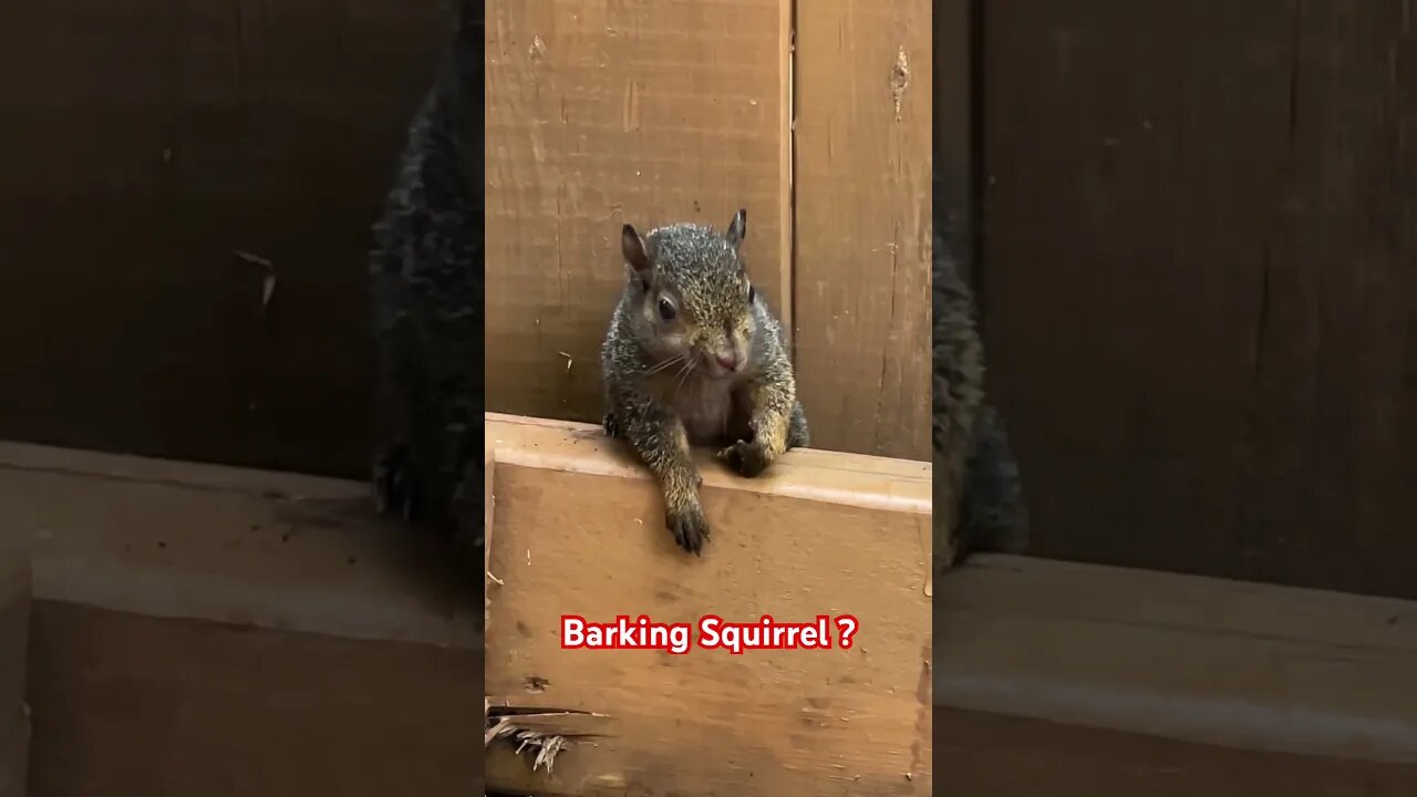 Barking Squirrel ?