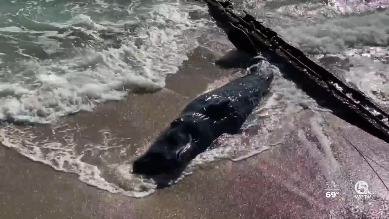 FWC: Dead sperm whale calf washes ashore on Palm Beach