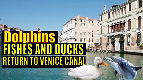 Coronavirus- Wildlife Return to Venice Canal as Italy remain in quarantine