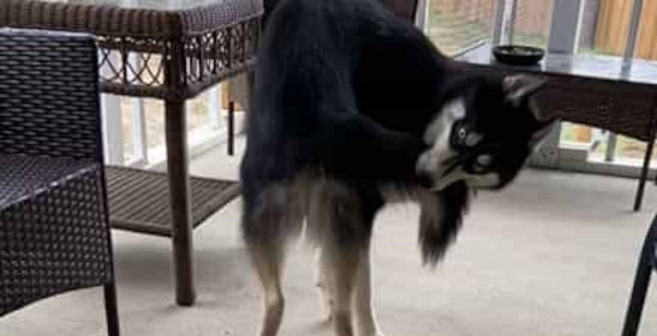 Ce chien est possédé par sa propre queue