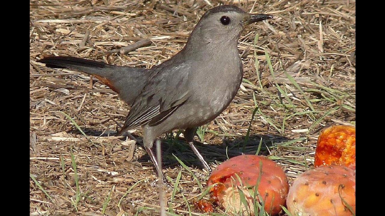 Birds eat fruit