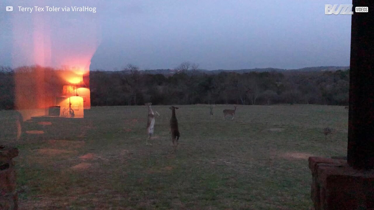 Des cerfs se battent dans un combat de boxe épique