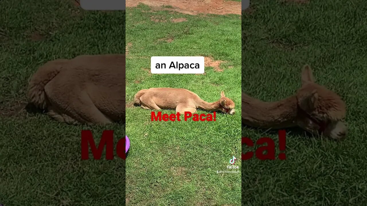 Living his best life! #shorts #jesusstrong #crazyfaith #alpaca