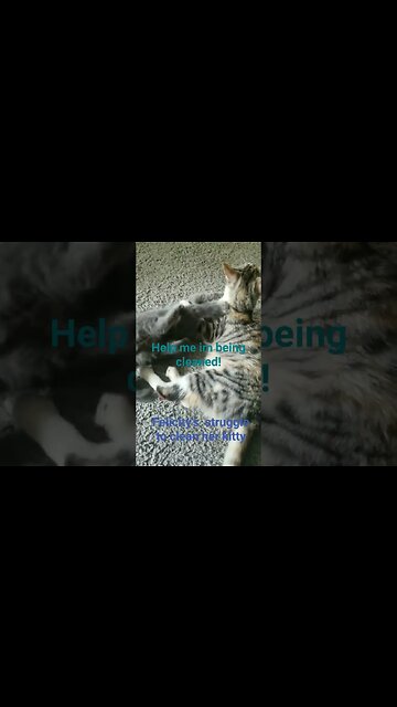 dirty kitties getting cleaned