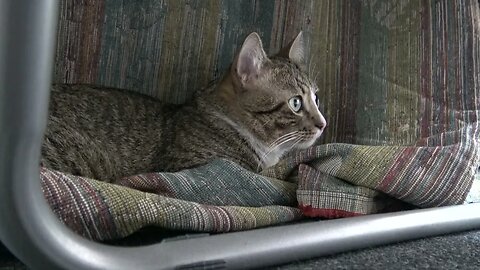 Tabby Cat Hid under the Table