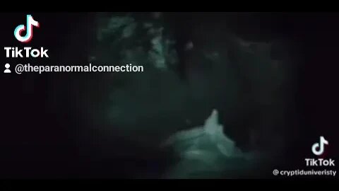 Cryptid in the Woods!