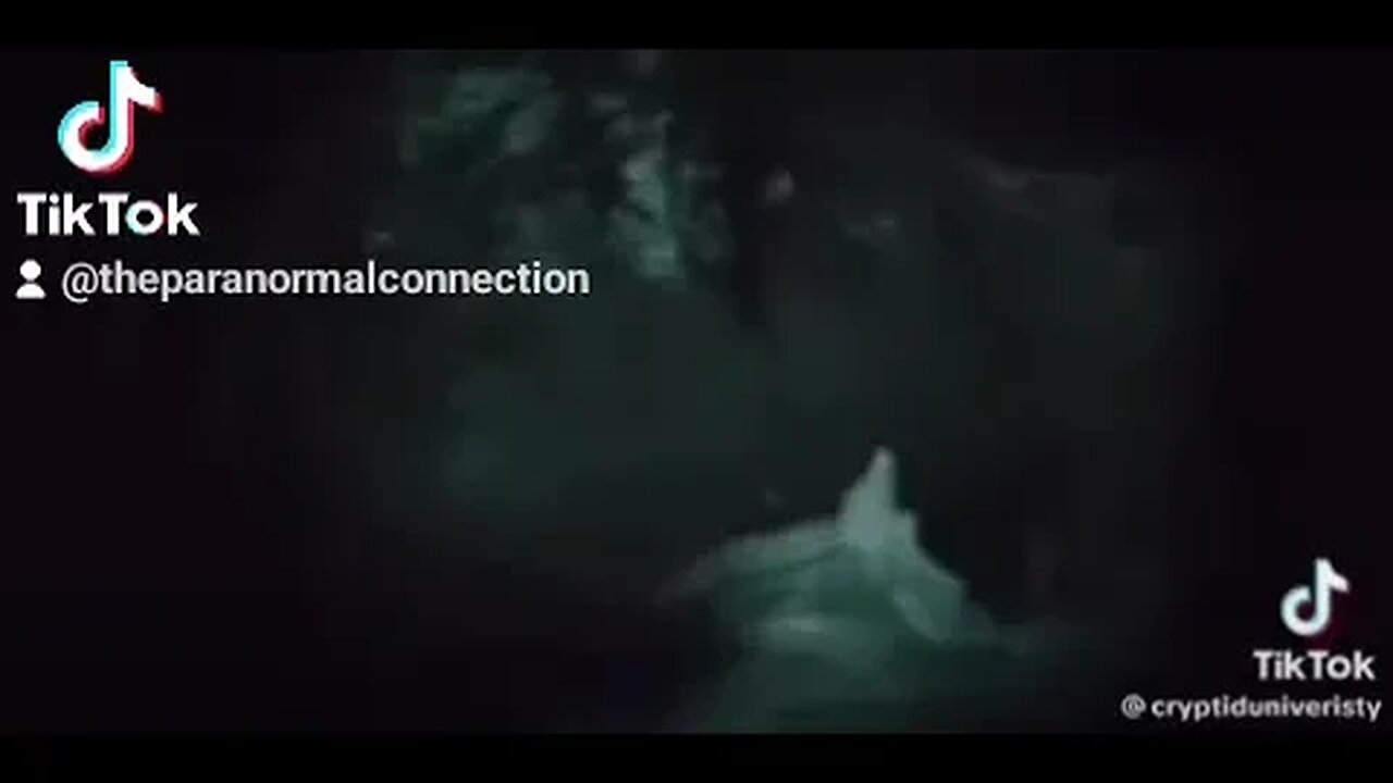 Cryptid in the Woods!