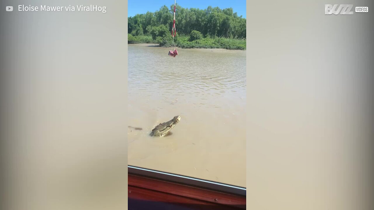 Crocodilo salta d’água e impressiona tripulantes