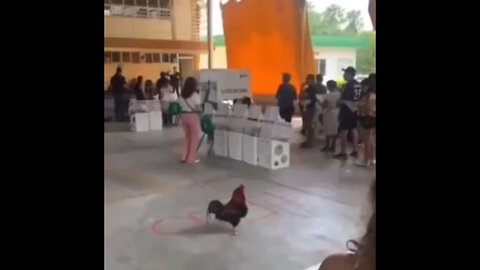 ROOSTER IN LINE FOR THE MEXICAN ELECTIONS!! (FUNNY)