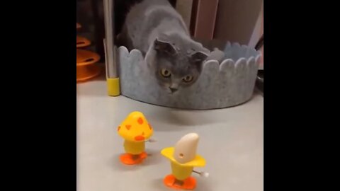 Funny animals video