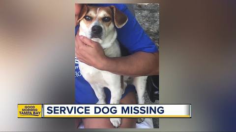 Tampa family desperate to find lost service dog before Christmas