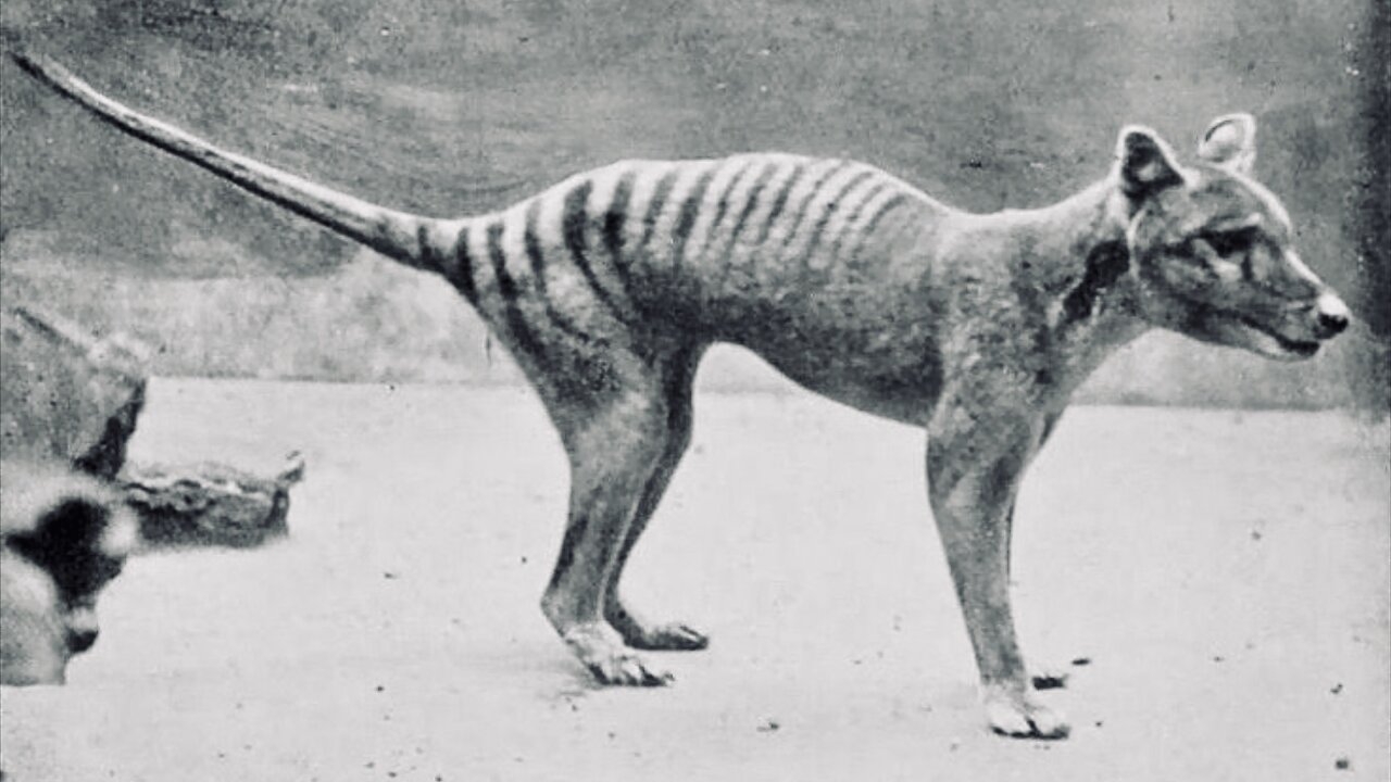 Rare Footage of Recently Extinct Animals