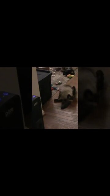 Newborn Kitten Squeals #Shorts 😻