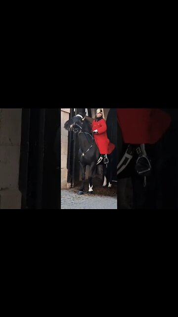 Horse slips and falls #horseguardsparade