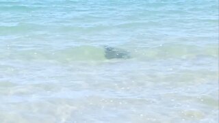 Stingray In The Water