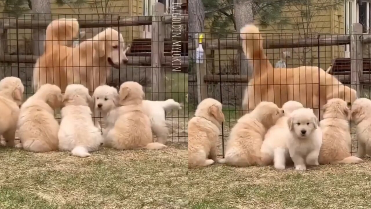 Cute trying to meet her Mother 🐕🐶