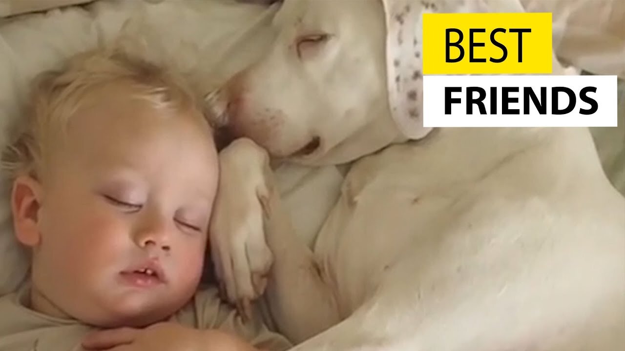 Cute Baby Playing With Dogs Compilation - Baby Pets Video