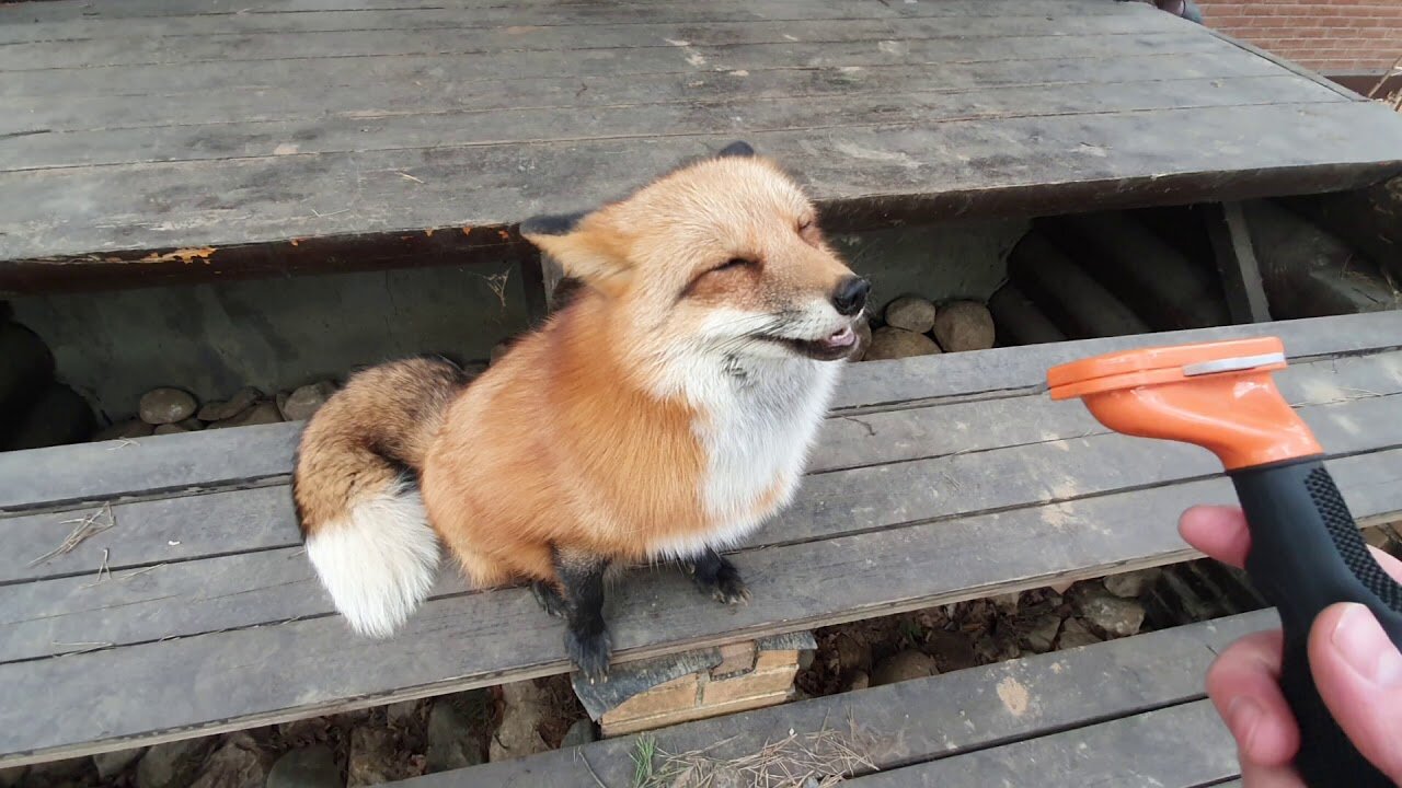 Alice is a fox. Hypnosis