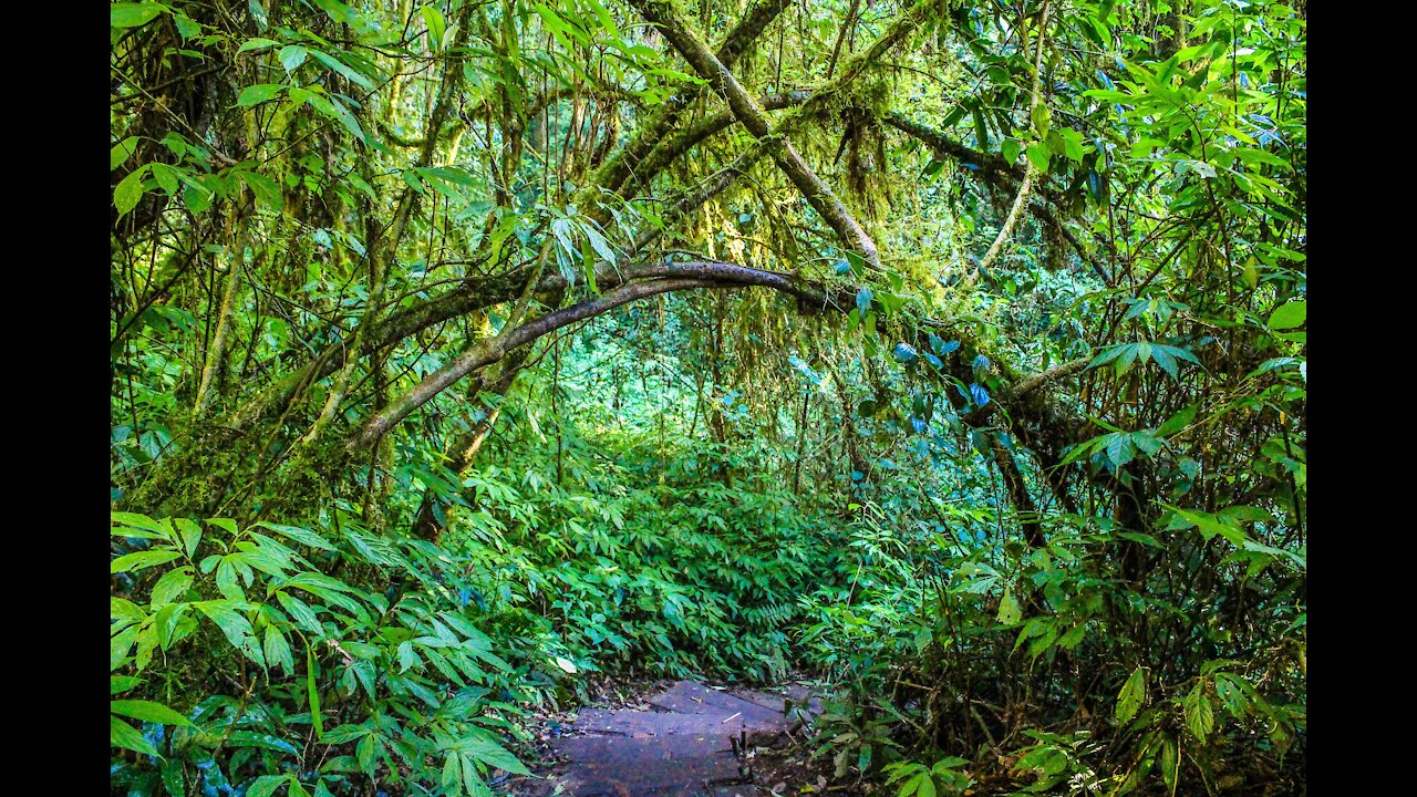 Jungle Ambience