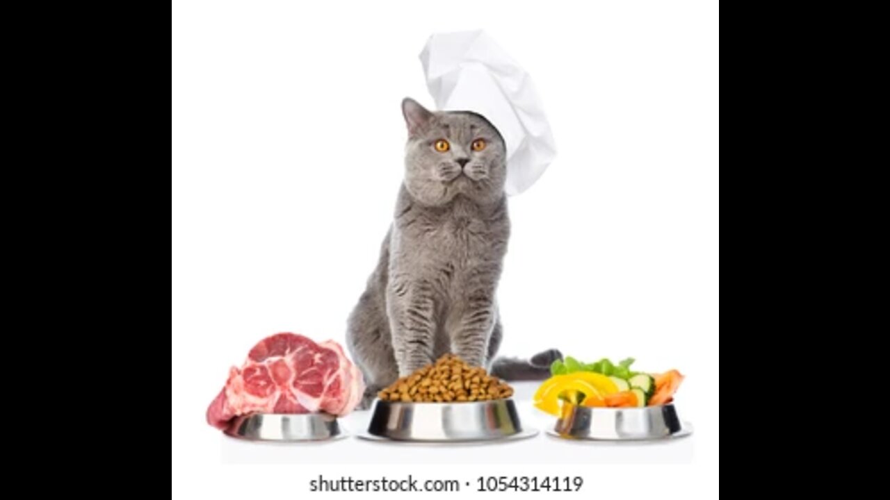 FUNNY CAT PREPARING FOOD HERSELF