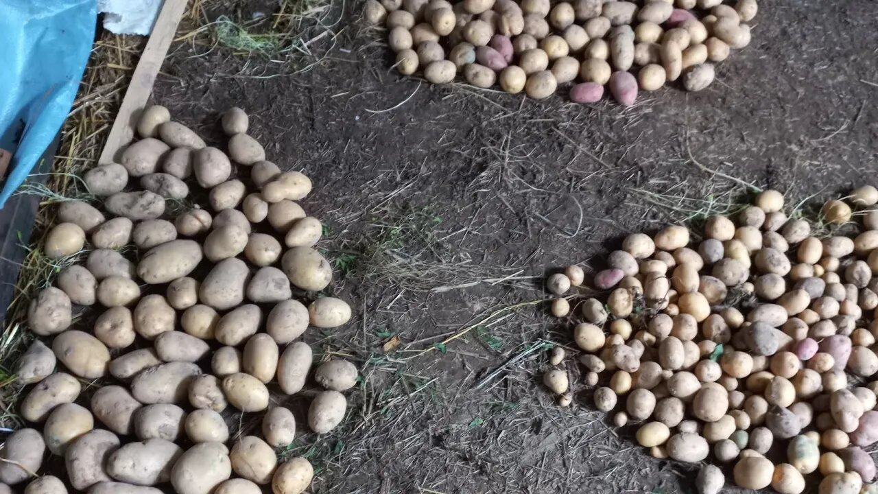 More Potatoes with No space to Store them in 2023 😁🥔|#farming #food #potato #viral #viralvideo #like