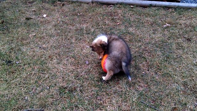 Baby Collie's Beachball Dillema