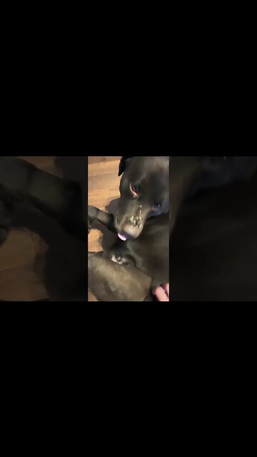 Week 2 of #ACL rehab for #Labrador! #Shorts, #shortsvideo #shortsfeed