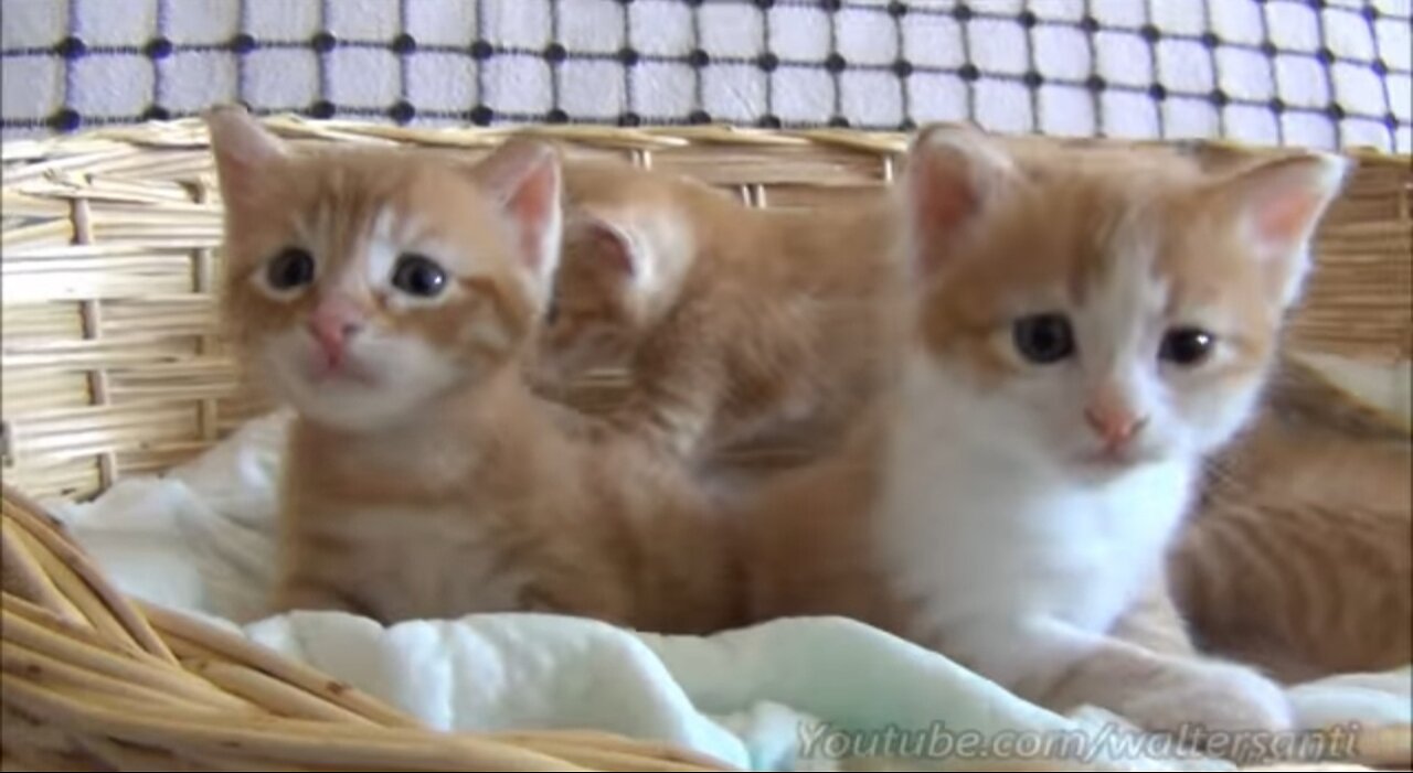 Mom cat with 4 meowing kittens (no added music - pure cuteness)