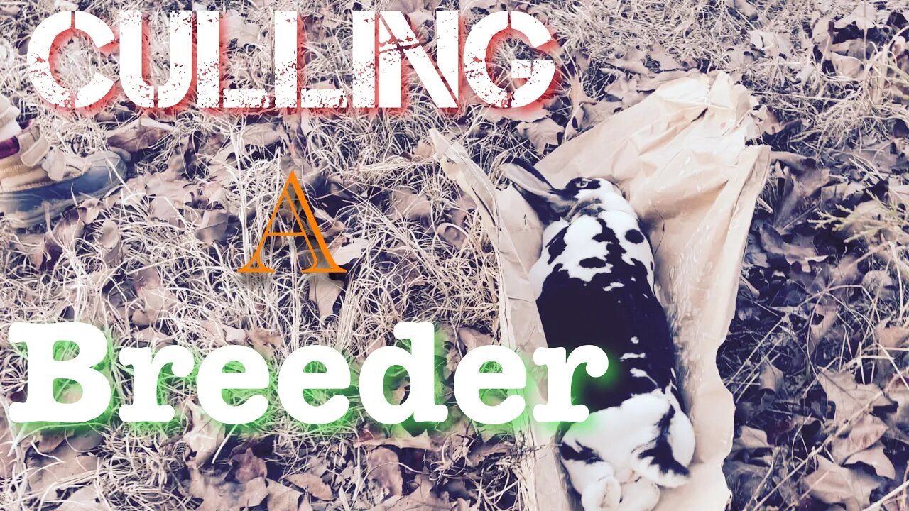 Culling a Rabbit | Sovereign Provisions Homestead