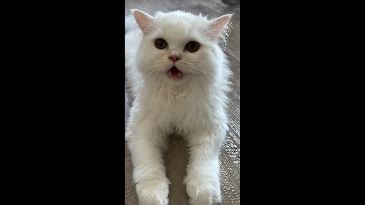 Cat Panting After Playing