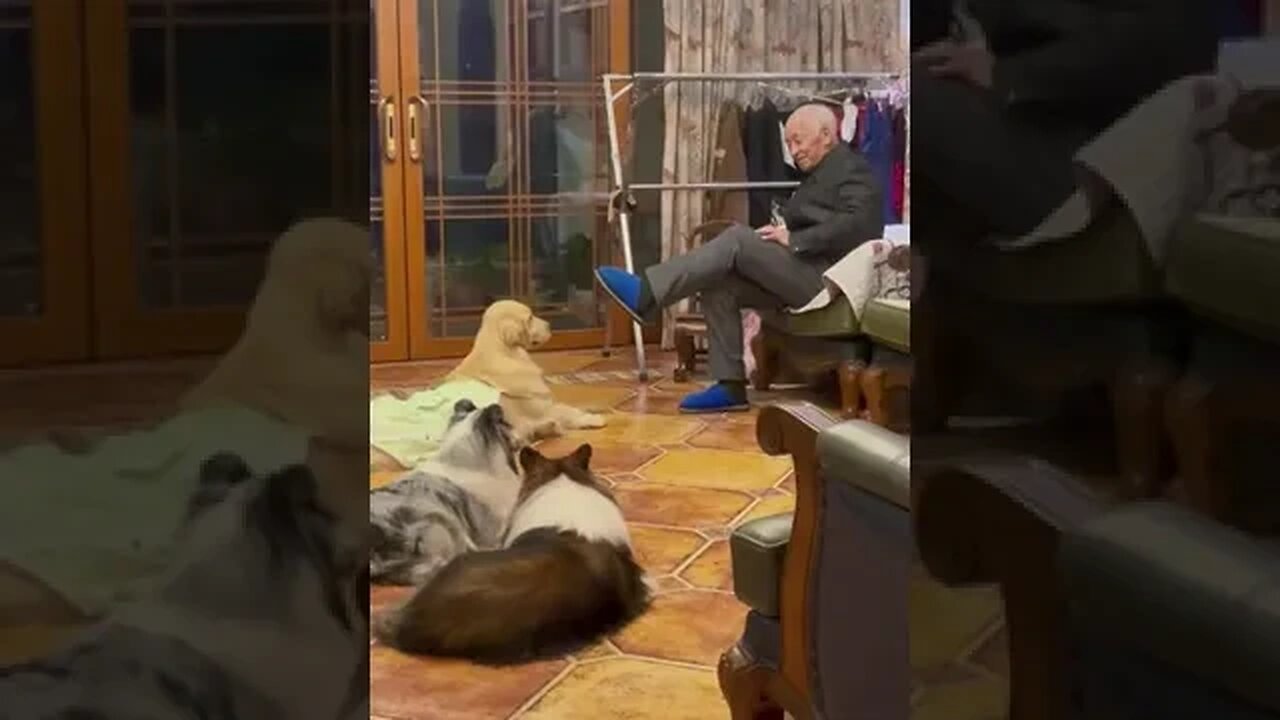 Funny dog part 9 #petvideos #funnyvideo