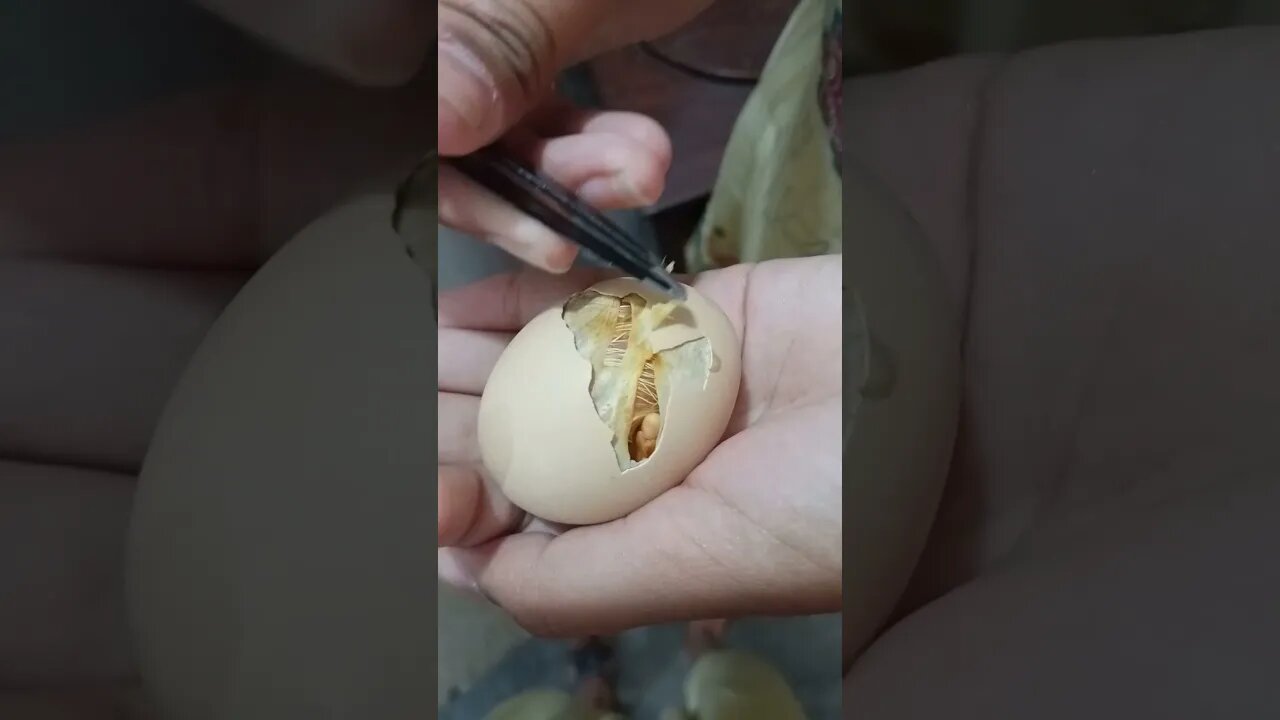 saving life of baby chick - HELPING HATCHING EGG