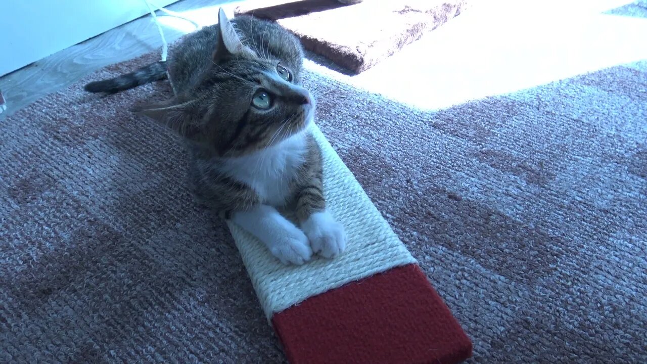 Is This My New Couch