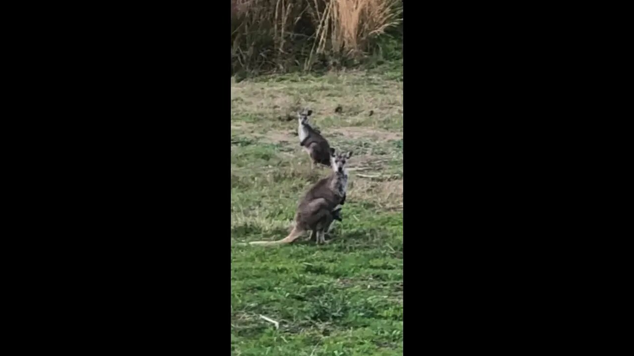 Baby joey has its little head peeping out of mumma's pouch