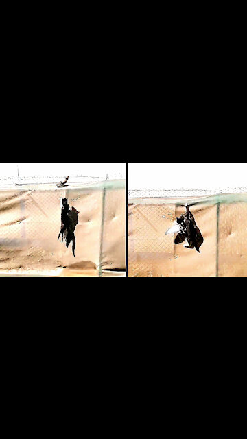 "WOW" Cat Amazingly Jumped and Pigeon Became Prey