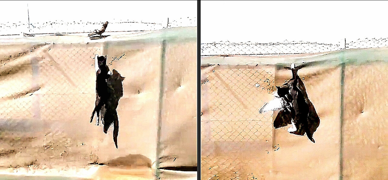 "WOW" Cat Amazingly Jumped and Pigeon Became Prey